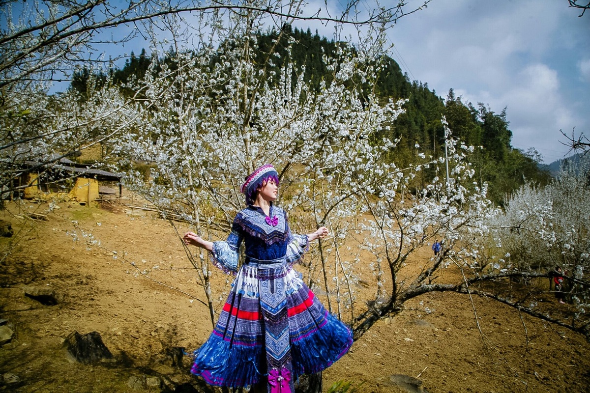 Les fleurs de prunier blanchissent un village H’Mong